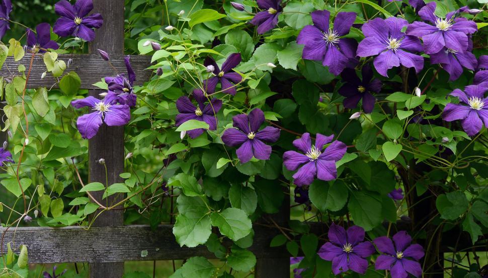 Free Stock Photo of Many Blooms on Purple Clematis Vine | Download Free ...