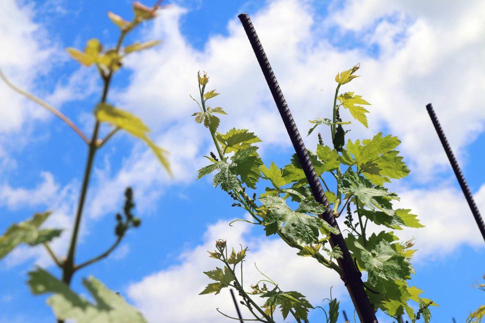 Free Image of Close Up of Plant With Sky in Background 