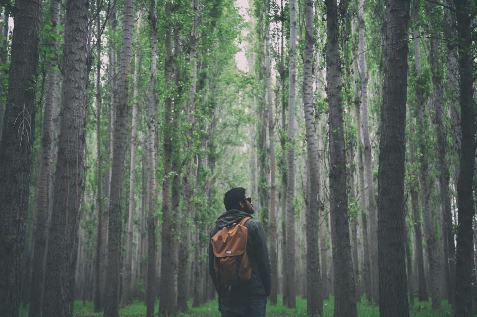 Free Image of Person Standing in the Middle of a Forest 