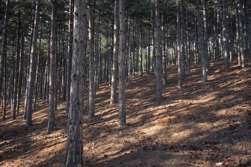 Free Image of Towering Trees in a Dense Forest 