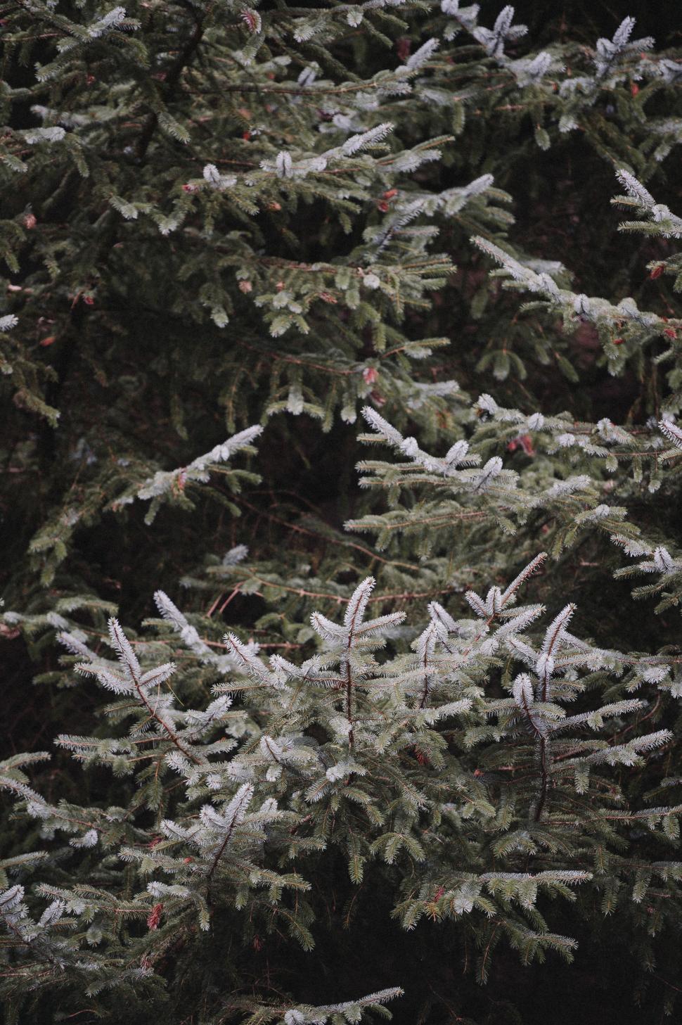 Free Image of Majestic Pine Tree in Black and White 