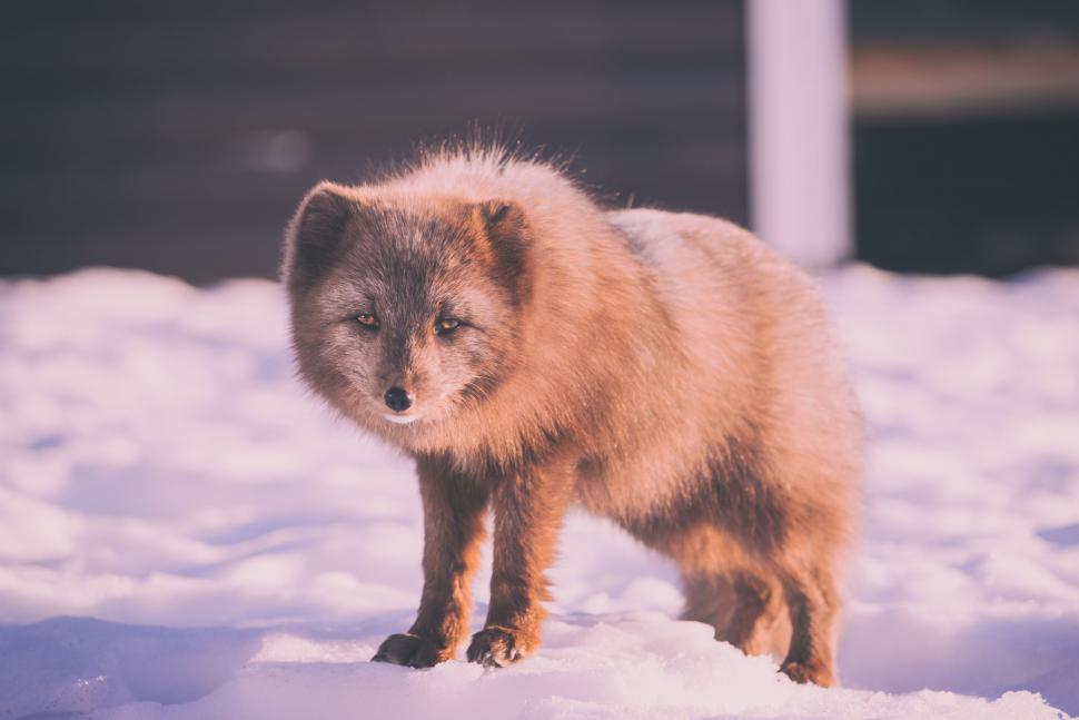 Free Image of Brown and Black Animal Standing in the Snow 
