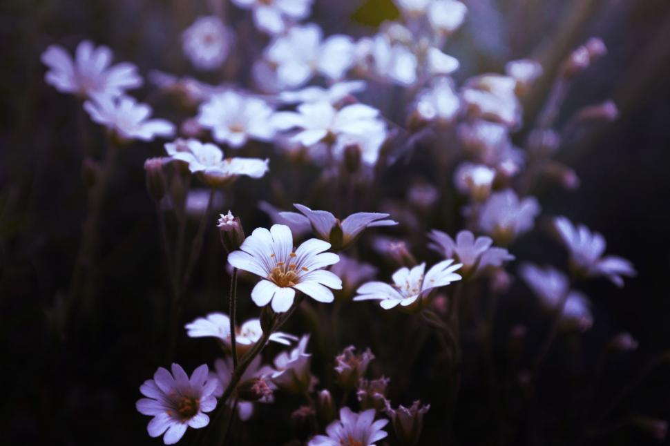 Free Image of Bunch of Flowers in Grass 