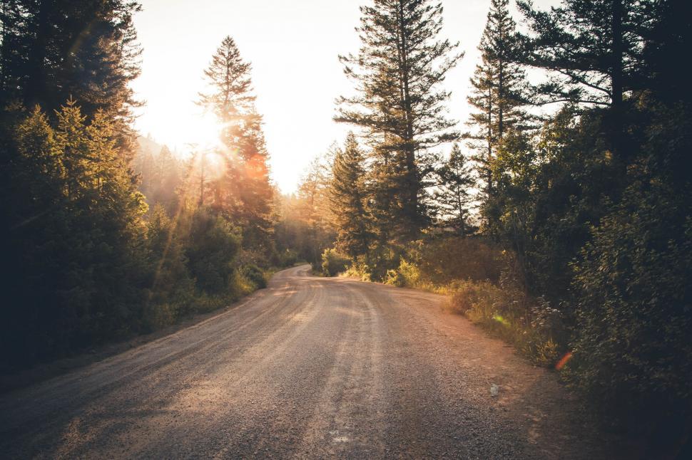 Free Image of Dirt Road Surrounded by Tall Trees 