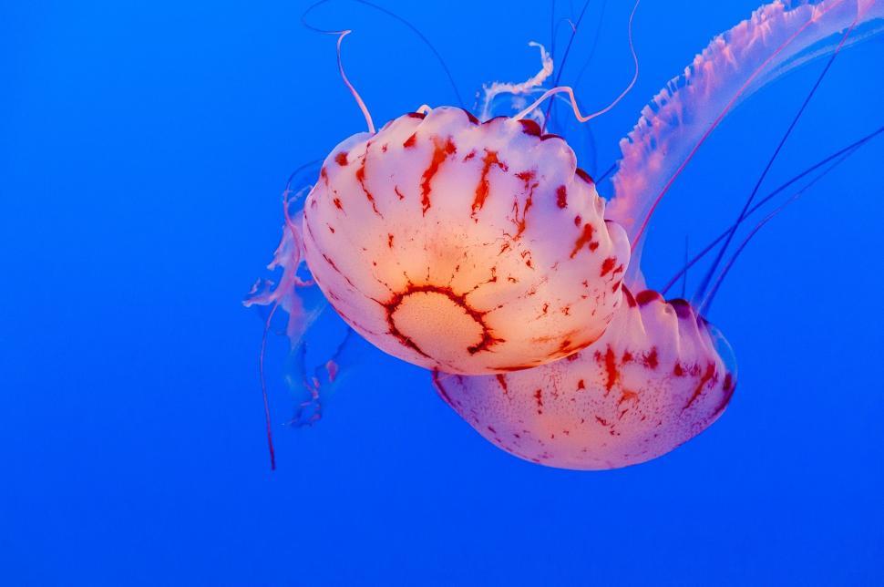 Free Image of Jellyfish Swimming in Blue Water 