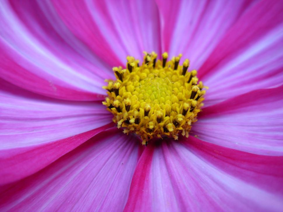 Free Image of Cosmos 