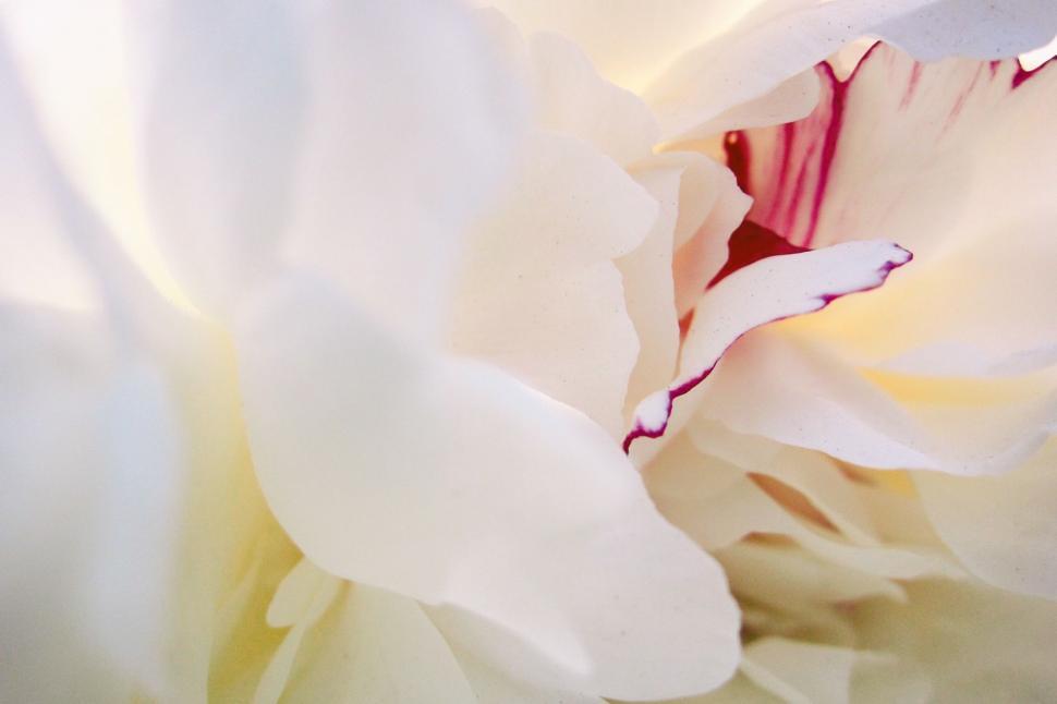 Free Image of Close Up of a White and Red Flower 