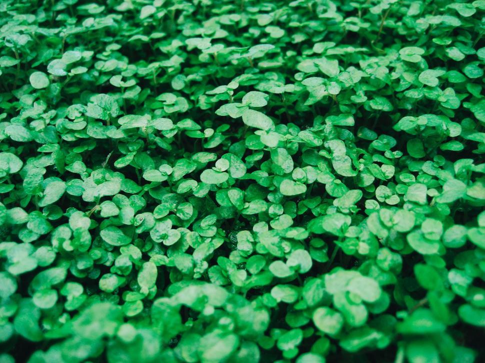 Free Image of Close Up of Green Leaves 