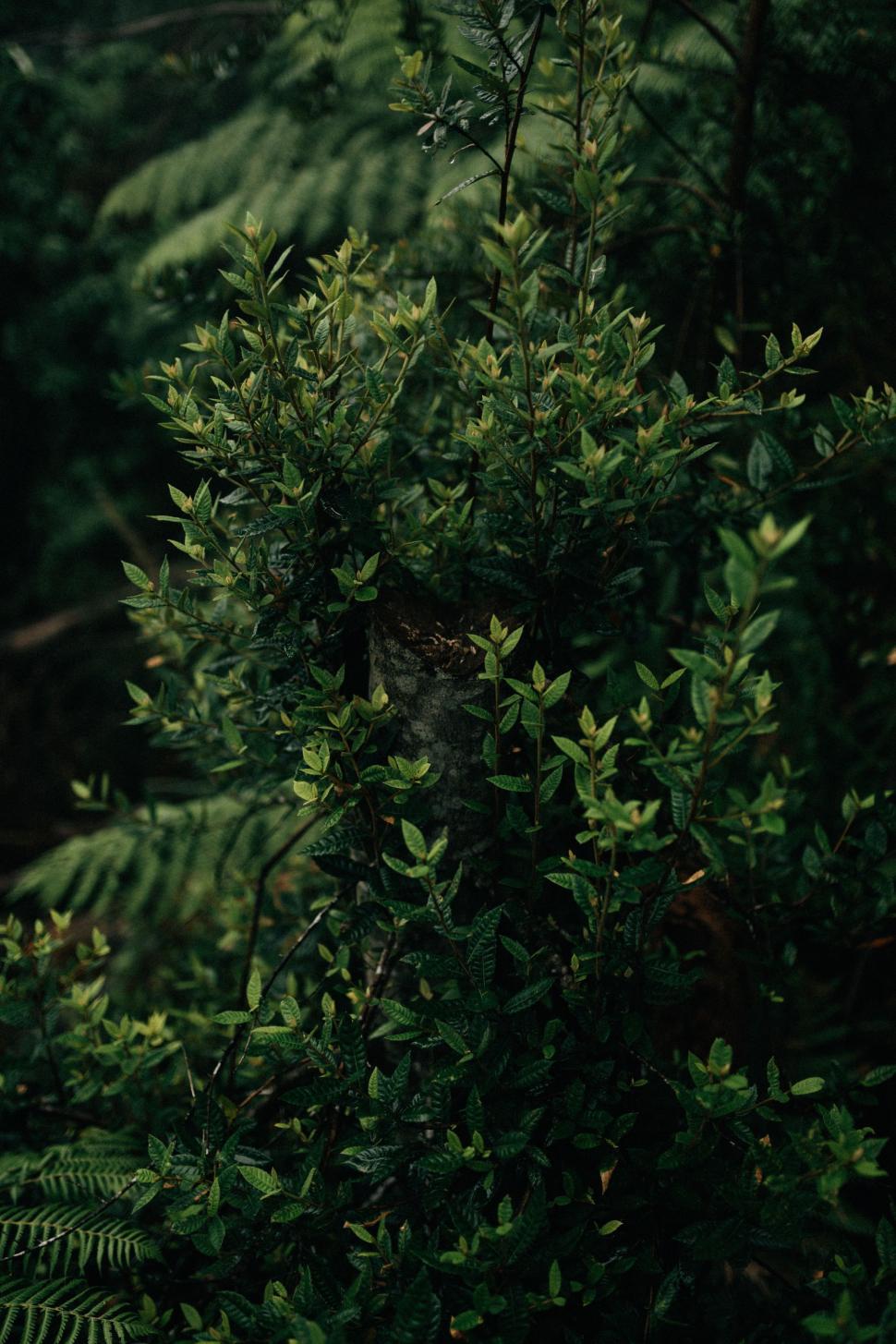Free Image of Monochrome Image of a Bush 