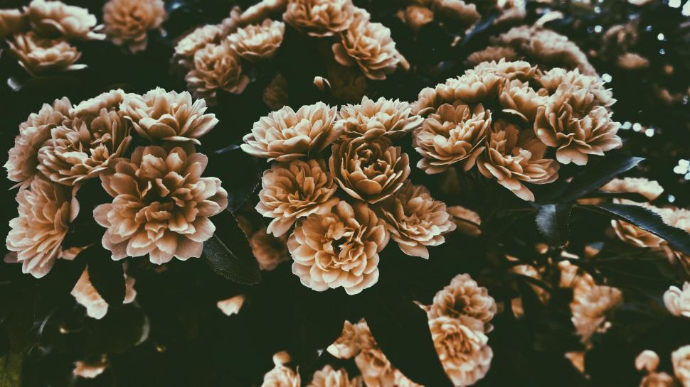Free Image of Vibrant Cluster of Various Flowers 