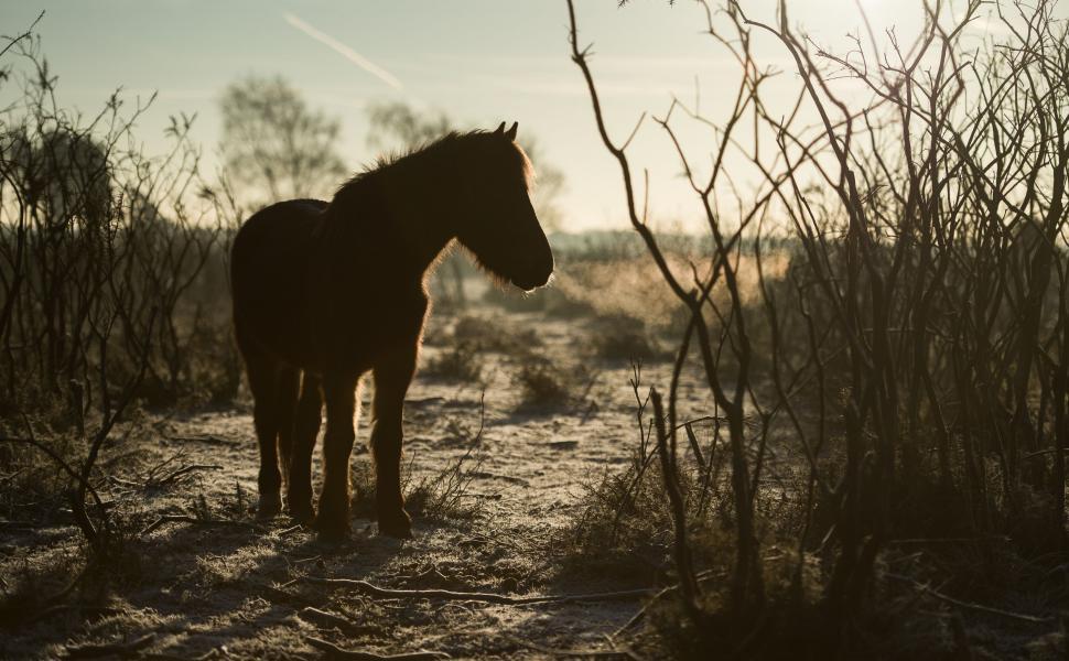 Free Image of Horse Grazing in Field 