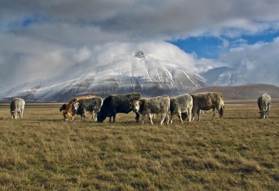 Free Image of Herd of Sheep Grazing in Field With Mountain Background 