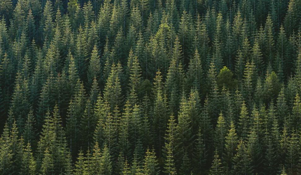 Free Image of Dense Thicket of Trees in a Forest 