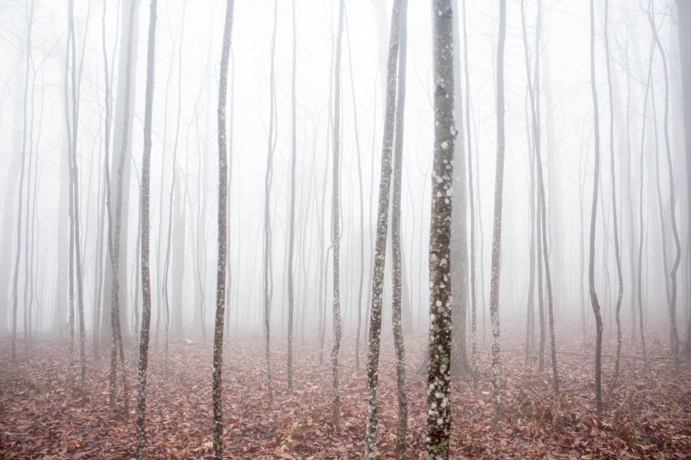 Free Image of Misty Forest With Dense Trees 