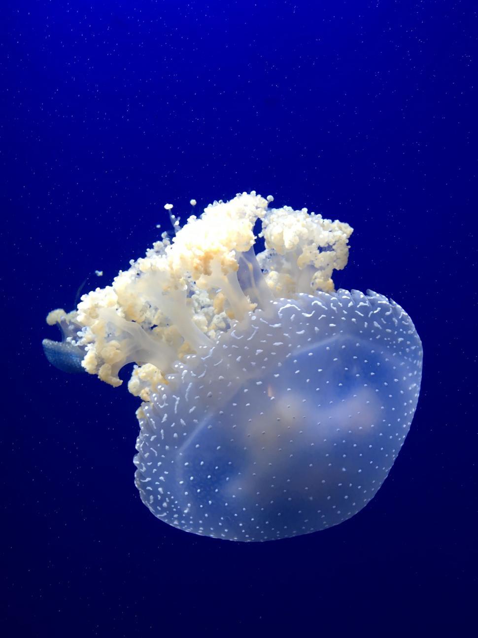 Free Image of Jellyfish Swimming in the Blue Water 