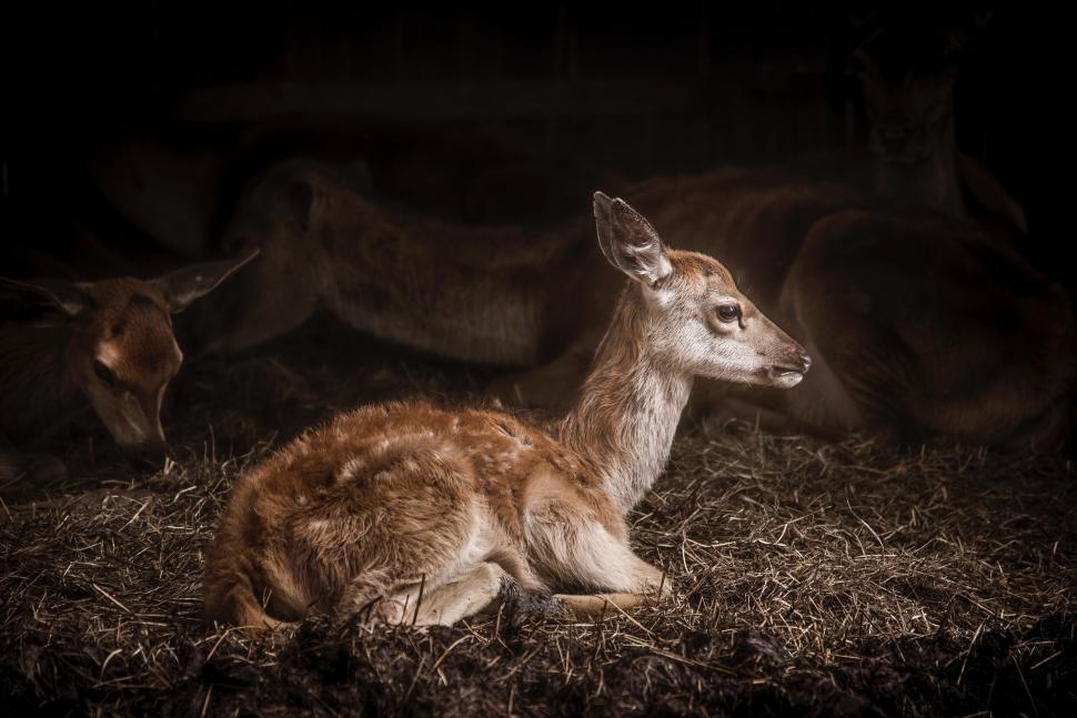 Free Image of Deer Laying on Top of Pile of Hay 