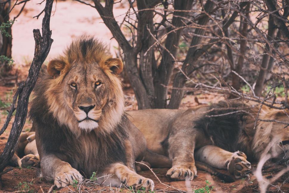 Free Image of Lion Resting in Forest Clearing 
