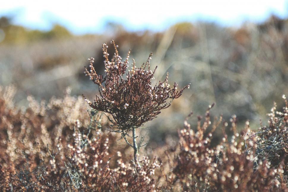 Free Image of Close Up of a Small Plant in a Field 