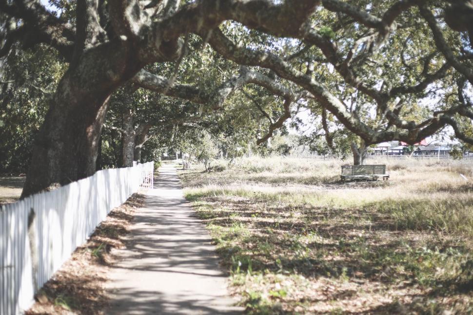Free Image of Tree-Lined Path With Distant Bench 