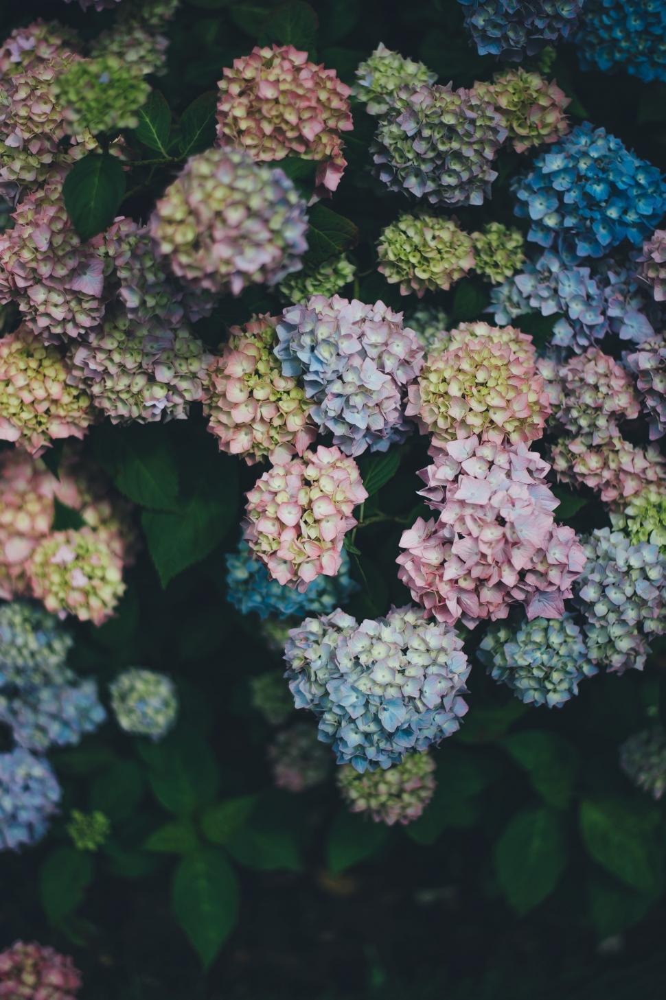 Free Image of Bunch of Flowers in Grass 