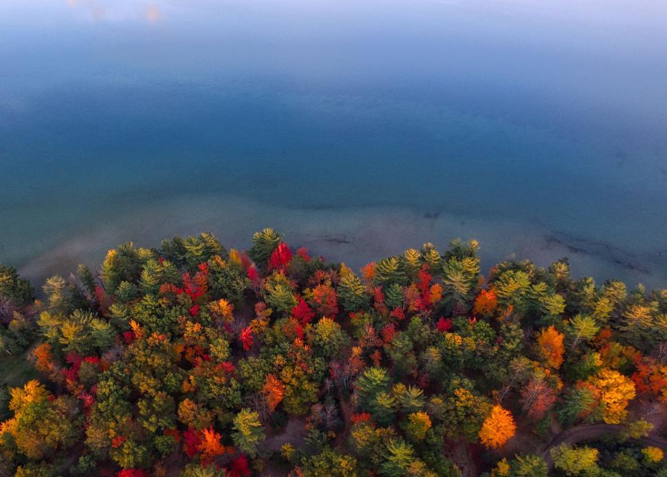 Free Image of Aerial View of Lake Surrounded by Trees 