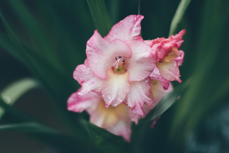 Free Image of Pink Flower With Water Droplets 