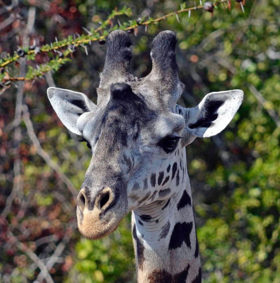 Free Image of Close Up of Giraffe With Trees in Background 