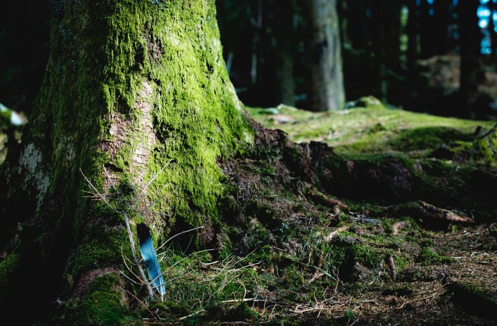 Free Image of Green Moss Covered Tree in a Forest 