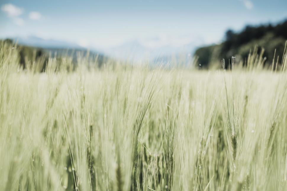 Free Image of Field of Tall Grass With Blue Sky 