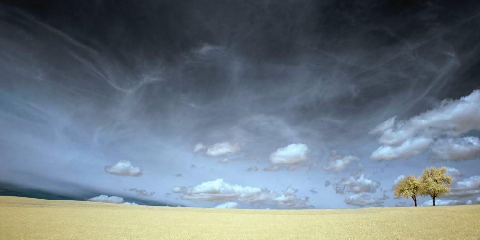 Free Image of Two Trees Standing in Field Under Cloudy Sky 