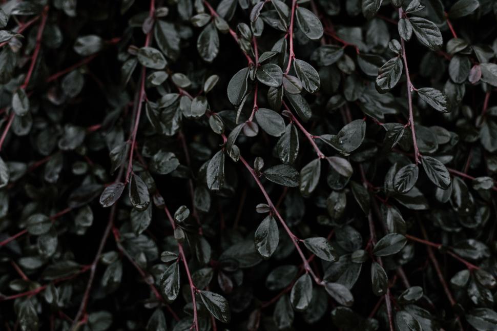 Free Image of Cluster of Leaves in Black and White 