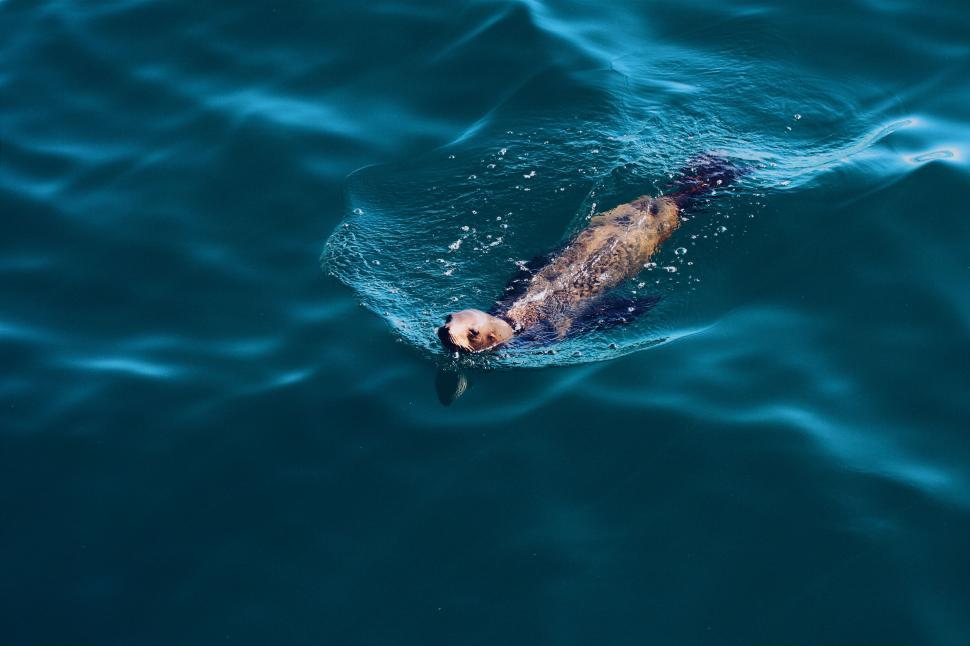 Free Image of Dog Swimming in Ocean With Ball in Mouth 