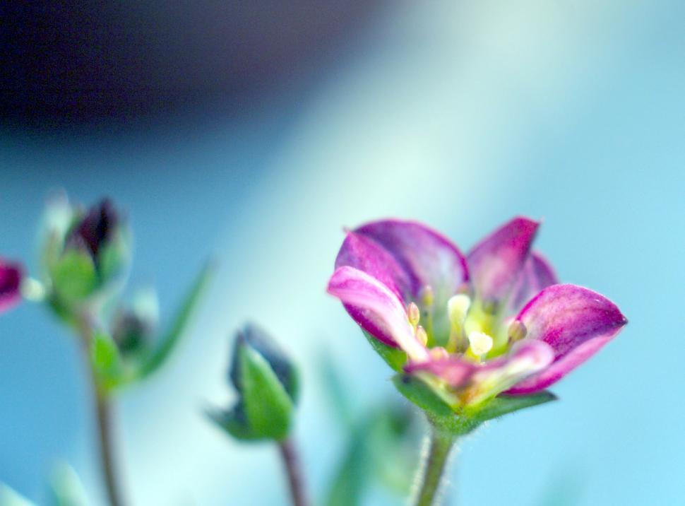 Free Image of Small plants 