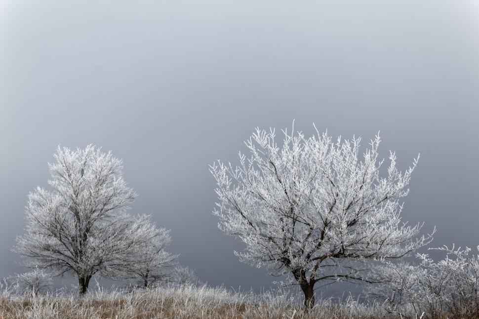 Free Image of Two Trees Standing in Grassy Field 
