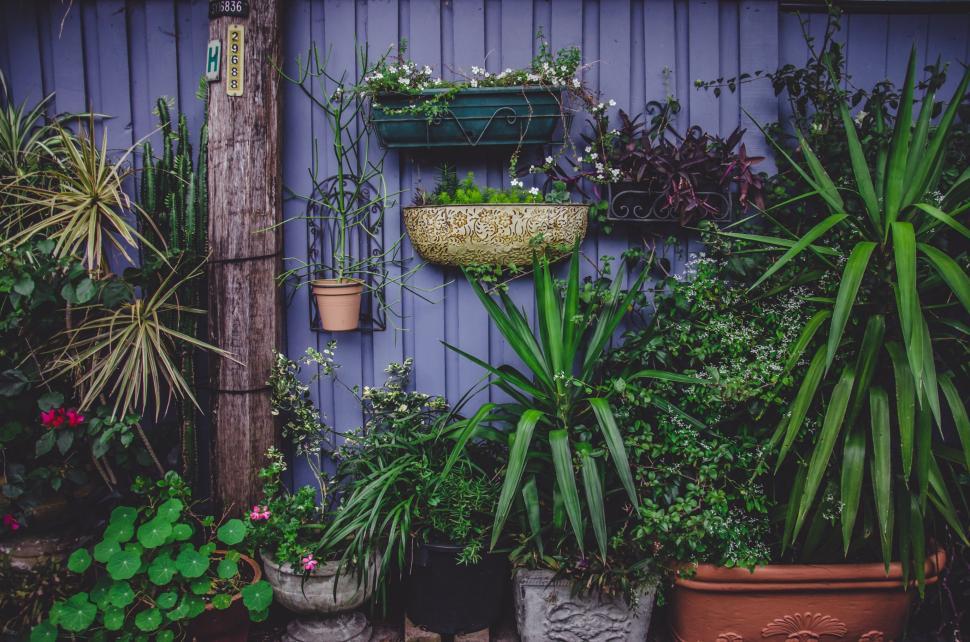 Free Image of Group of Potted Plants Arranged Together 