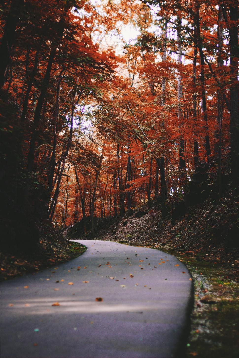 Free Image of Road Cutting Through Dense Forest 