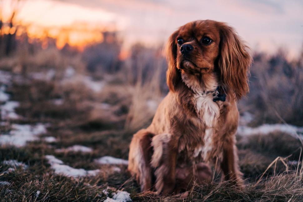 Free Image of Brown and White Dog Sitting on Snow Covered Field 