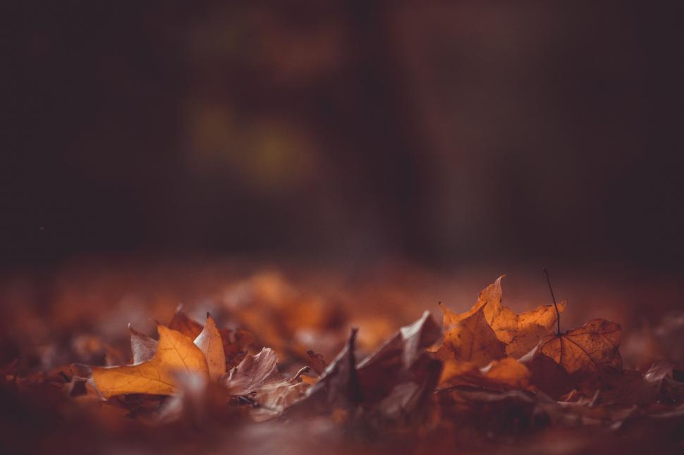 Free Image of Pile of Leaves on the Ground 