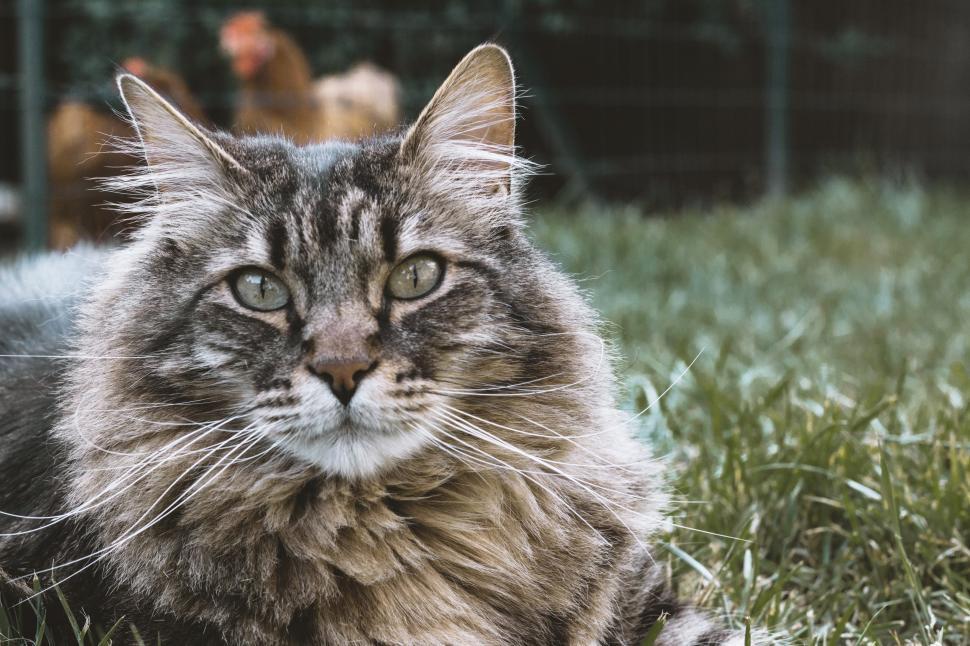 Free Stock Photo of Long Haired Cat Laying in Grass | Download Free ...