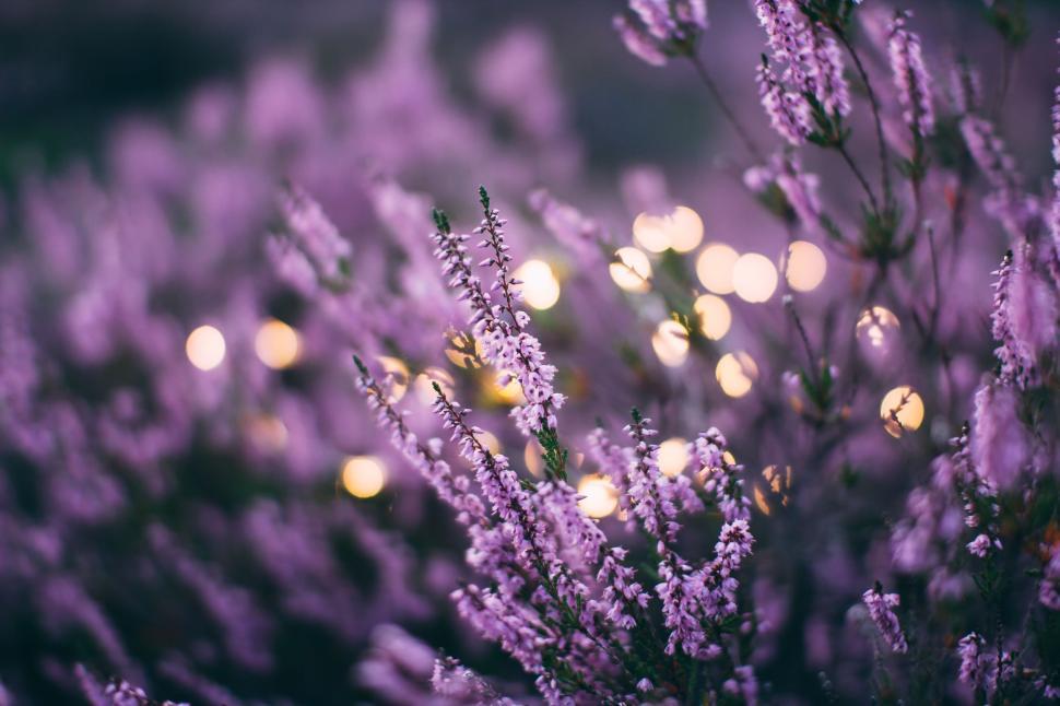 Free Image of Cluster of Purple Flowers 