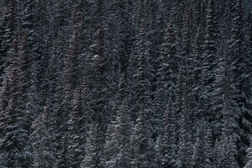 Free Image of Group of Trees in the Woods 