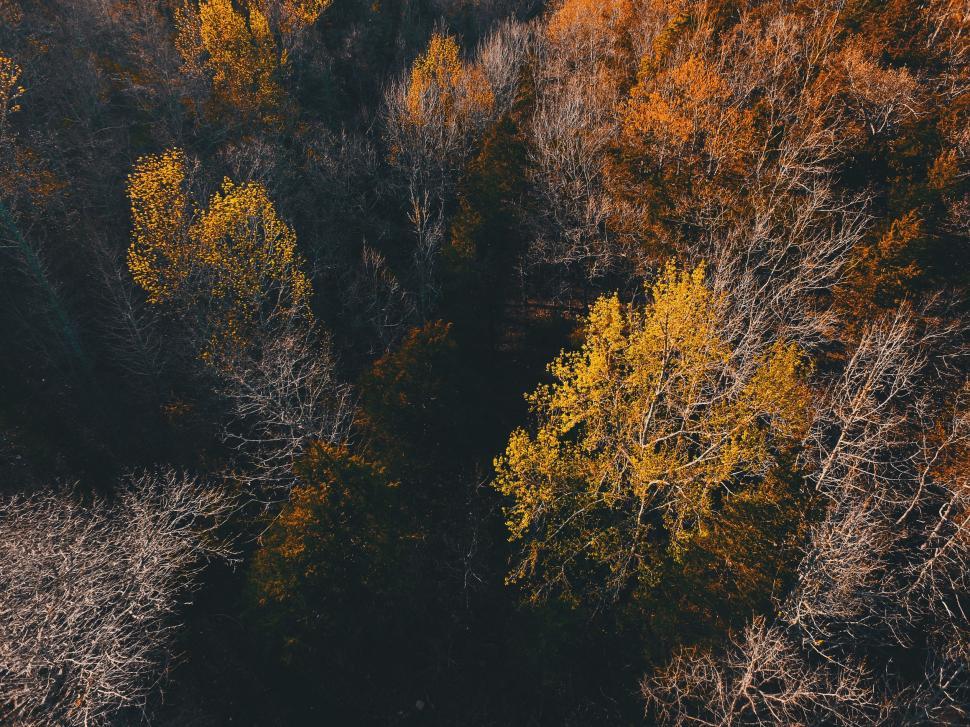 Free Image of Group of Trees Adorned With Yellow Leaves 