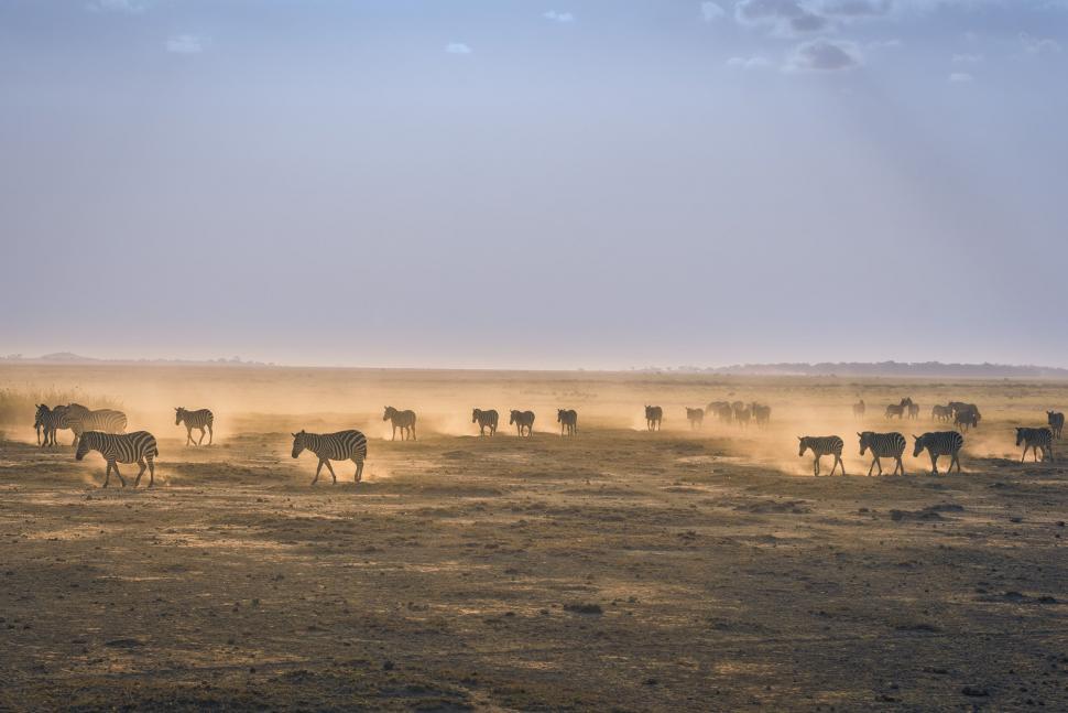 Free Image of A Herd of Cattle Crossing a Dry Grass Field 