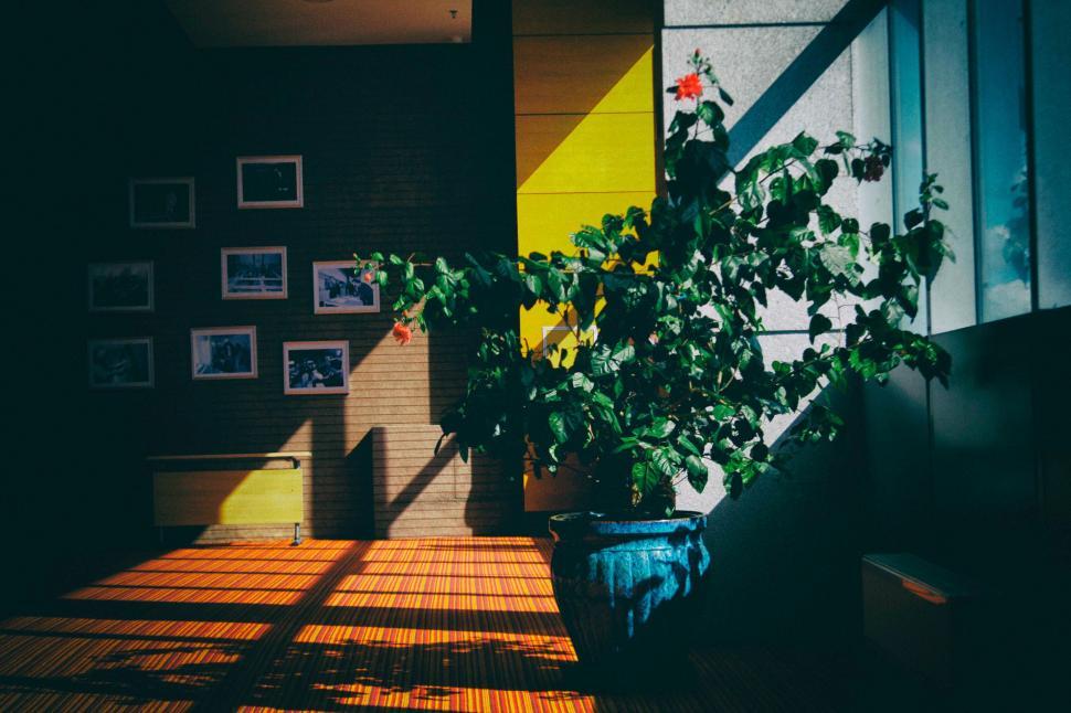 Free Image of Potted Plant on Wooden Table 