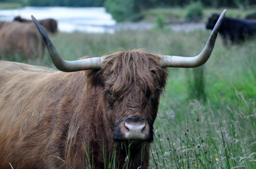 Free Image of Herd of Cattle Standing on Top of Lush Green Field 