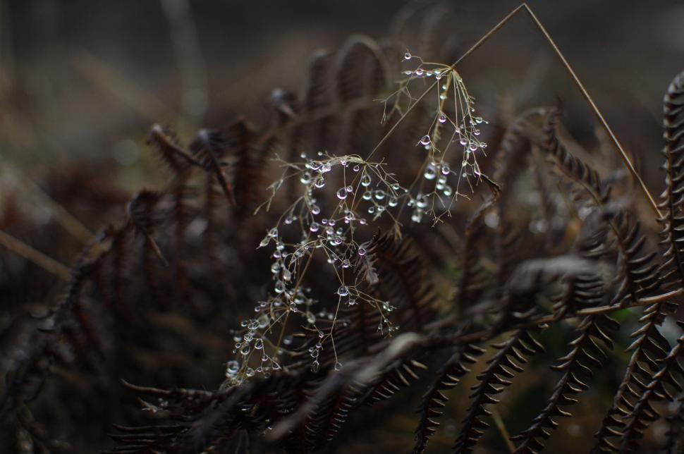 Free Image of Plant With Water Droplets 