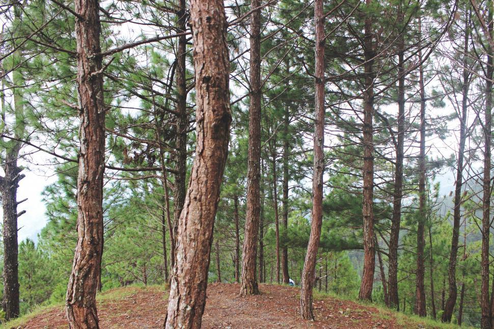Free Image of Bench in the Heart of the Forest 