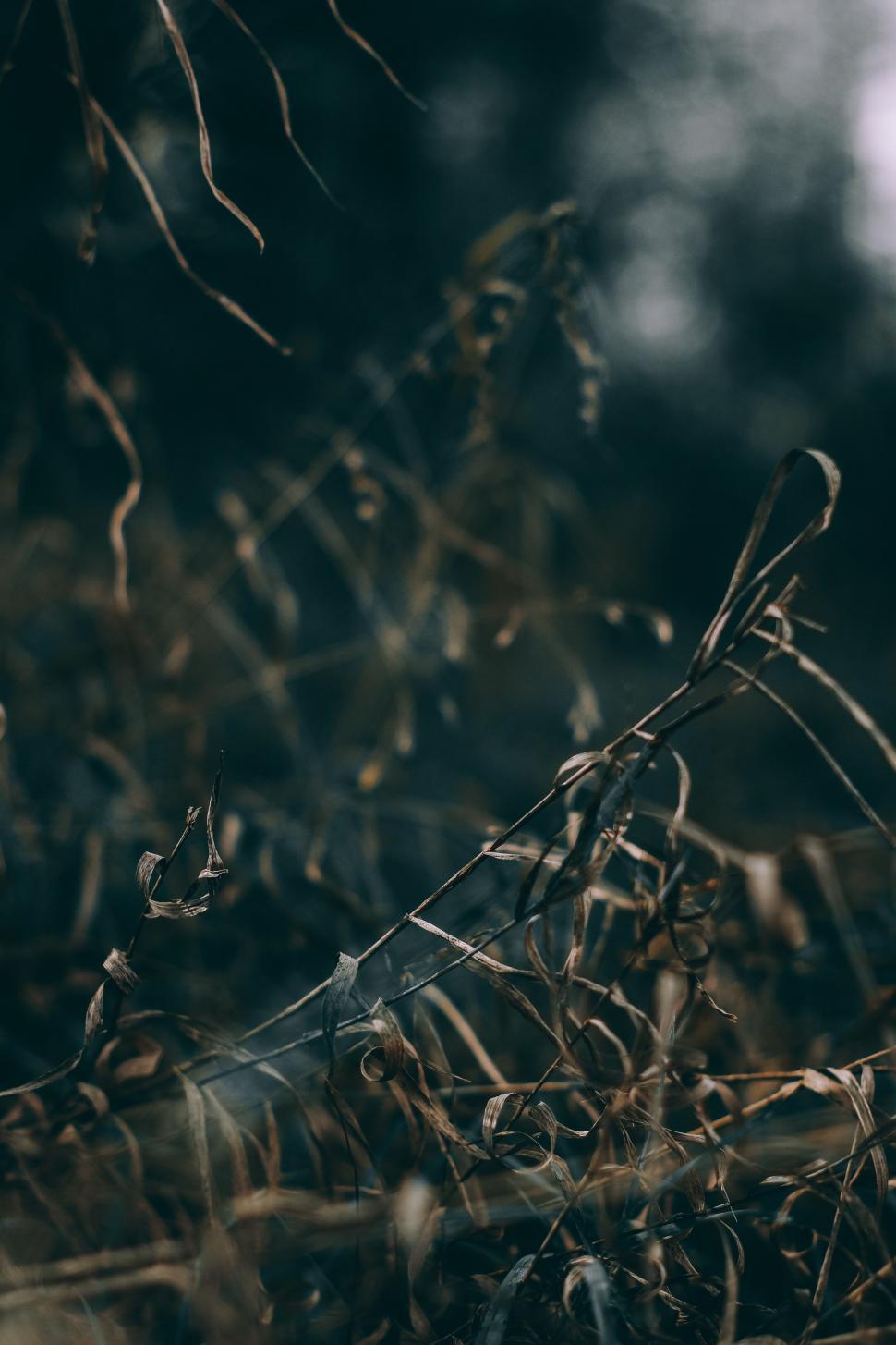Free Image of Grass and Trees in Monochrome 