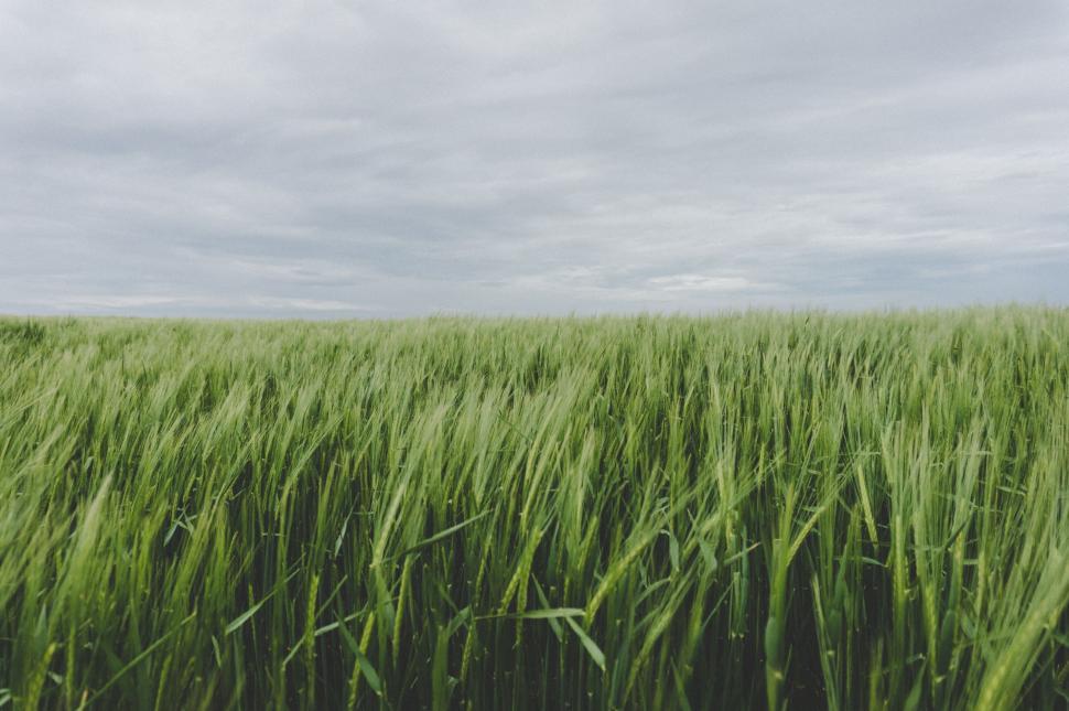 Free Image of Large Field of Green Grass Under Cloudy Sky 