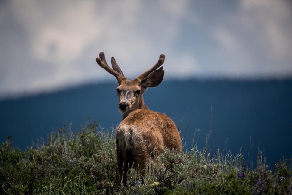 Free Image of Deer Standing on Top of Lush Green Field 